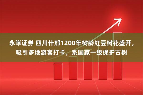 永崋证券 四川什邡1200年树龄红豆树花盛开,吸引多地游客打卡,系国家一级保护古树